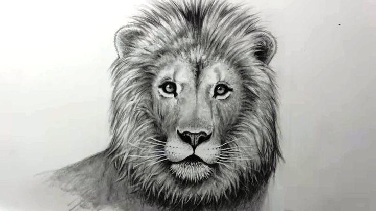 Lion Drawing: How To Draw A Beautiful Lion